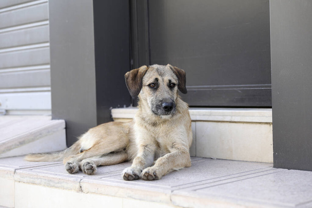 Hejno toulavých psů na ulicích Agadiru. - Fotografie, Obrázek