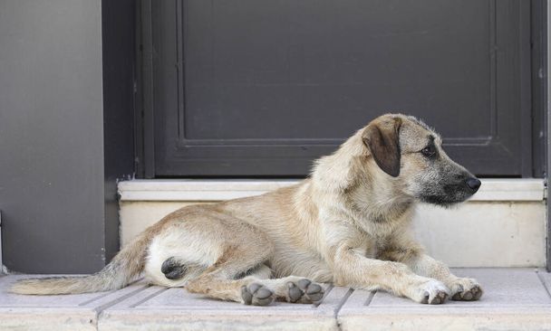 Hejno toulavých psů na ulicích Agadiru. - Fotografie, Obrázek