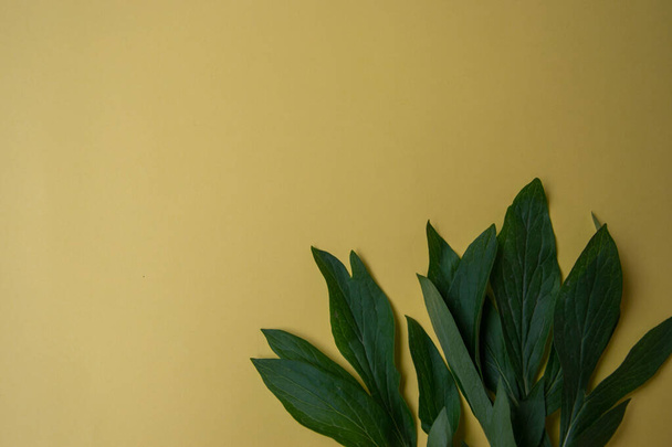 Green peony leaves on yellow background, copy space, empty place for text, foliage, natural concept - Фото, зображення