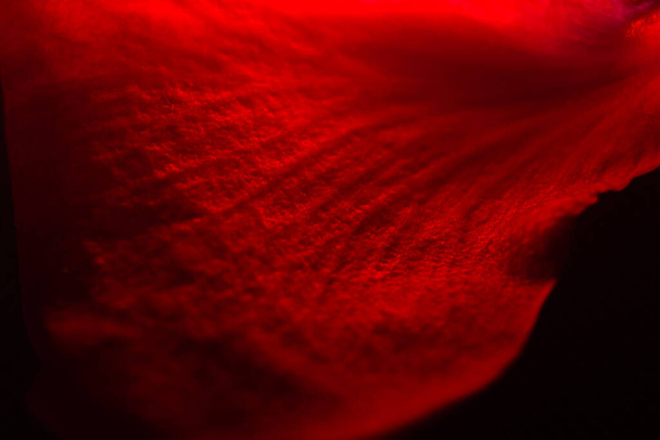 repeatable, floating red rose petals, studio photographed and isolated on black - Photo, Image