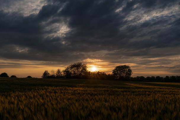 Złoty zachód słońca z promieniami słońca z dramatycznego nieba nad krzakami na skraju pola żytniego. - Zdjęcie, obraz