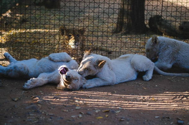 Filhotes de leão branco brincalhão separados de seu irmão mais velho do outro lado das cercas
. - Foto, Imagem