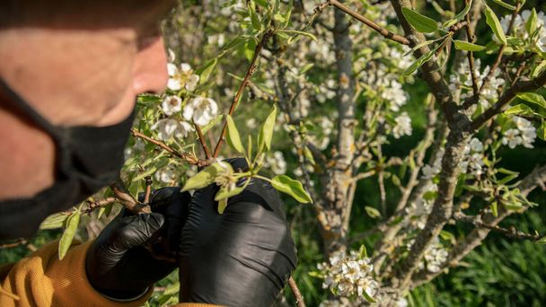 old wrinkled man in mask looks at white apple tree flowers - Foto, immagini