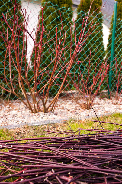 Spring trimming of Cornus alba Argenteomarginata plant, Cornaceae. Twigs cut, ready for next season grow. Horticulture home gardening concept. - Photo, Image