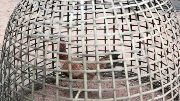 Kip leven in bamboe kooi op platteland - Video