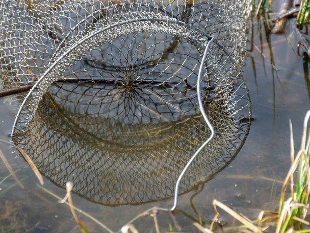 immagine con rete da pesca in acqua, pesca come concetto di svago, acqua e canne secche
 - Foto, immagini