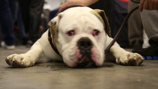 weiße Bulldogge - Filmmaterial, Video