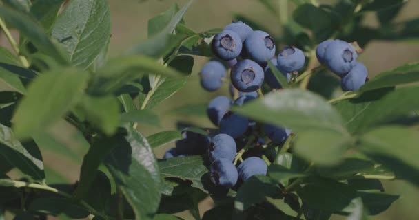 Closeup of blueberry crop before harvest  - Кадры, видео