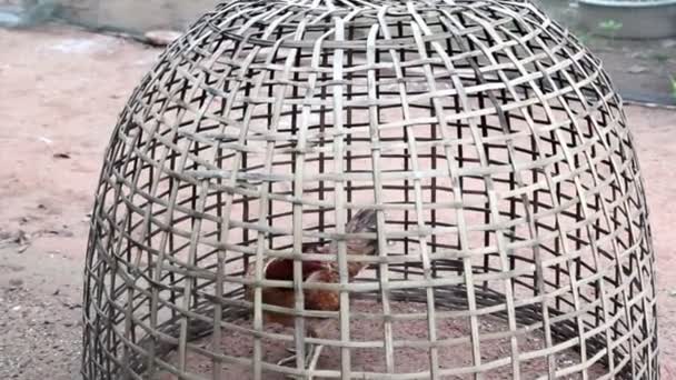 życie kurczaka w koszyk bambus na wsi - Materiał filmowy, wideo