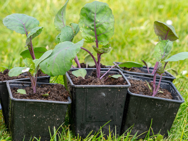 фото с черными пластиковыми горшками в зеленом зале, капустные стойки для посадки в саду
 - Фото, изображение