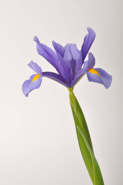 leaf iris in sword on a white background - Fotografie, Obrázek
