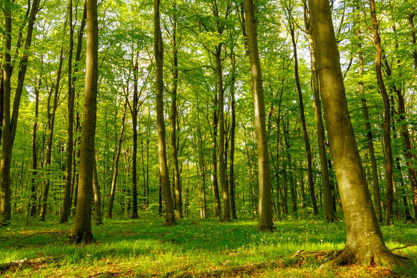 Прекрасный весенний лес с различными деревьями
 - Фото, изображение