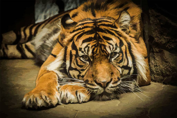 Sumatran tiikeri (Panthera tigris sumatrae) kaunis eläin ja hänen muotokuvansa
 - Valokuva, kuva