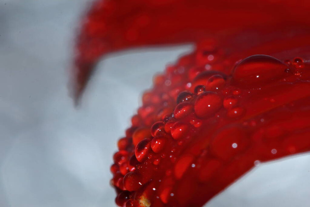 makro kropla i czerwony piękny kwiat w przyrodzie na piękne tło - Zdjęcie, obraz