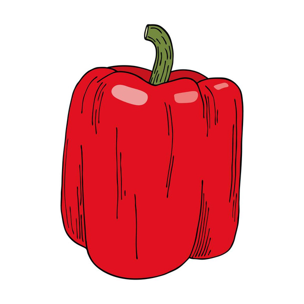Verse kleurrijke rode paprika illustratie. Handgetekende vectorgroente geïsoleerd op witte achtergrond. Heldere rauwe capsicum. Lekker ingrediënt, topping, bijgerecht. Vegetarische voedseltekening - Vector, afbeelding