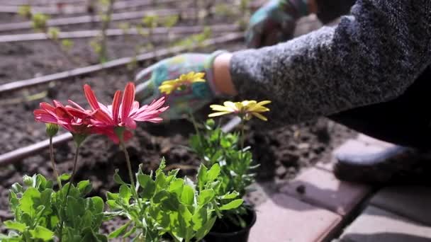 El jardinero está plantando flores cerca de una casa de campo
 - Imágenes, Vídeo