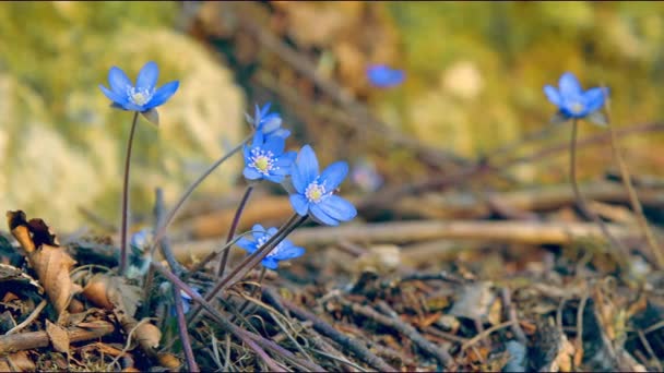 Az első tavaszi kék virágok egy fagyos tisztáson egy napsütéses napon. A szél megrázza a virágokat. Visszavont Blackmagik 6k. - Felvétel, videó