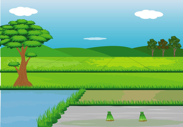 illustrazione vettoriale di un campo con riso  - Vettoriali, immagini