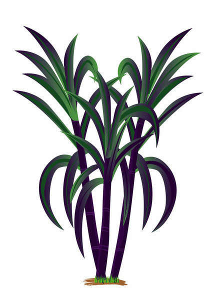 isolated sugar cane plant vector design - Διάνυσμα, εικόνα