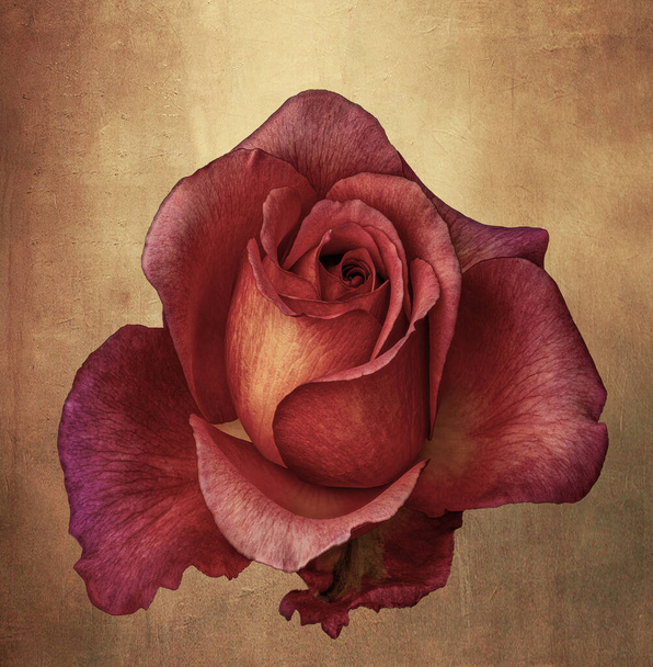 Růže makro jednoho izolovaného trf oranžový květ ve stylu vinobraní malby na texturované zlaté papírové plátno pozadí - Fotografie, Obrázek