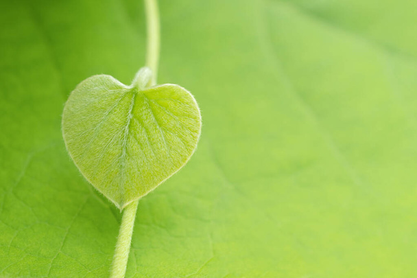 Small fresh heart shaped leaf  on blurred  green floral background closeup.  Using as spring background. - Foto, Imagem