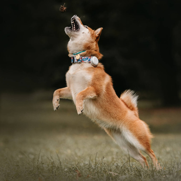 shiba inu dog playing outdoors in a collar and tracker - 写真・画像