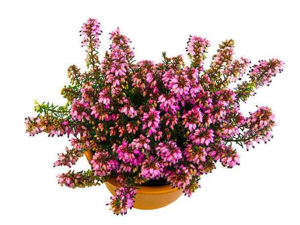 Isolated potted winter-flowering heather plant (erica carnea) - Photo, Image