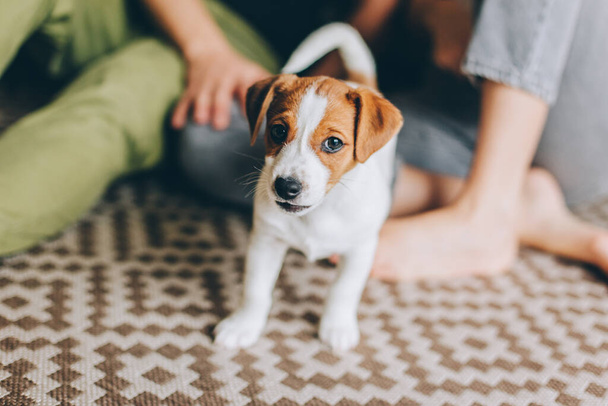 Adorabile cucciolo Jack Russell Terrier con i suoi proprietari a casa. Ritratto di un cagnolino
.  - Foto, immagini