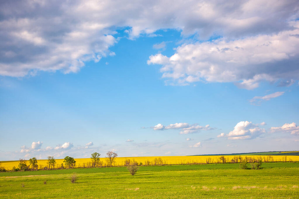 Un campo di colza. Una primavera colorata. Un bel cielo con nuvole galleggianti
 - Foto, immagini