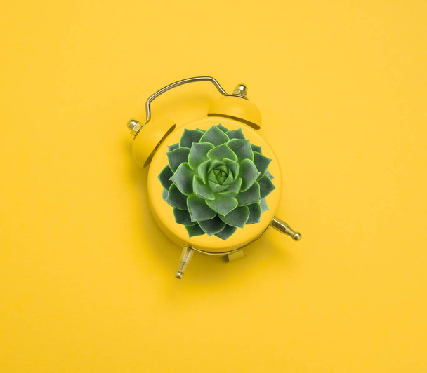green succulent in a yellow alarm clock on a yellow  background, home gardening creative concept - Foto, immagini