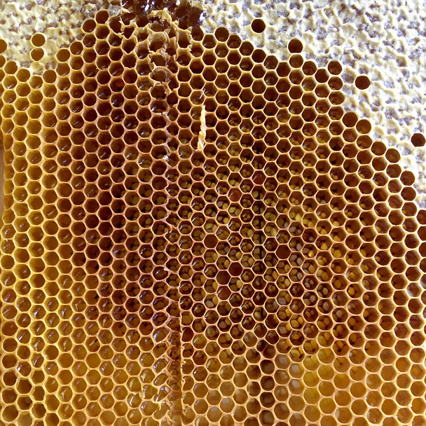 Estructura hexágono abstracta es panal de abeja colmena llena de miel de oro. Composición de verano panal que consiste en miel pegajosa de pueblo de abejas. Miel rural de abejas panales al campo. - Foto, imagen