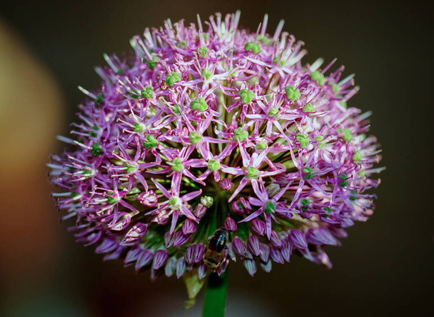 Une ampoule d'Allium Grass sur fond flou. Allium alfatique. Grass Allium Globemaster. Allium strictum Alchetron
 - Photo, image