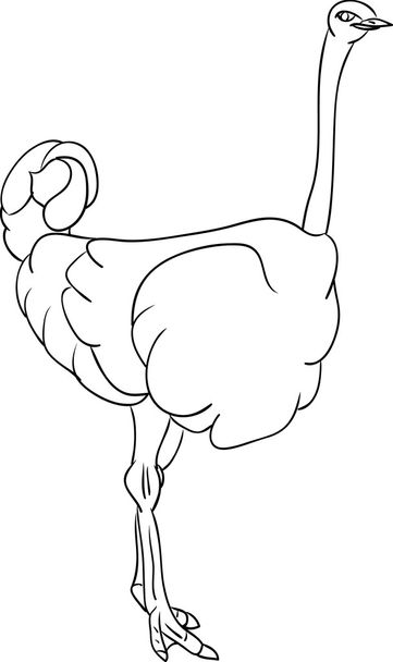 Ostrich - Vector, Image
