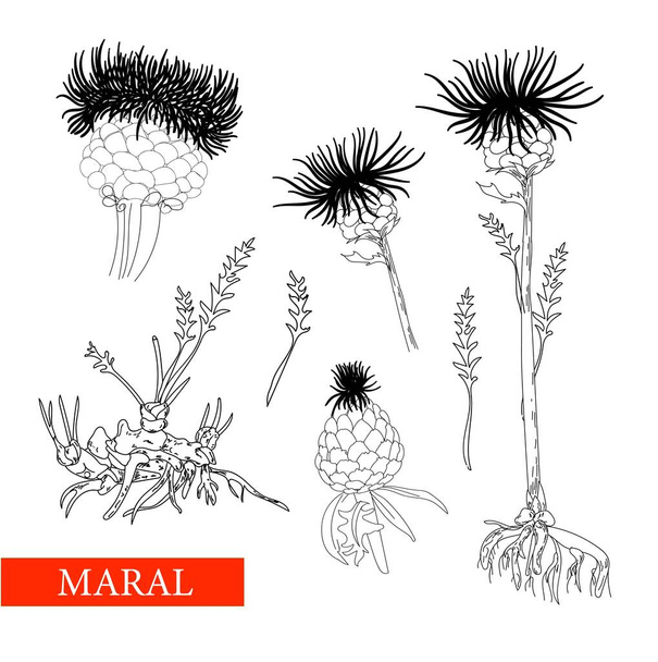 многолетние травянистые растения семейства астральные, маральные корни, марал. Линейный рисунок на белом фоне изолирован
. - Вектор,изображение