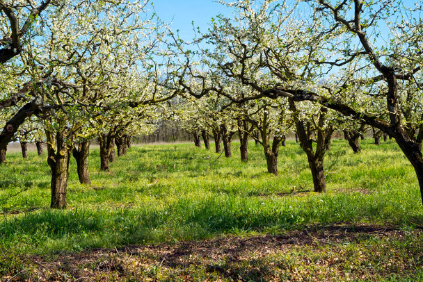 Reichlich Frühlingsblüte in den Birnbaumgärten in der Nähe von Villeneuve-sur-Lot, Lot-et-Garonne, Frankreich. Die Gegend ist berühmt für ihre Früchte (hauptsächlich Pflaumen)). - Foto, Bild