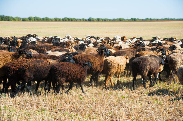 Troupeau de moutons dans la prairie. Exploitation de moutons - Photo, image