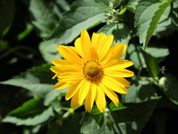 Arnica mountain, close-up. One beautiful yellow flower. - Photo, Image