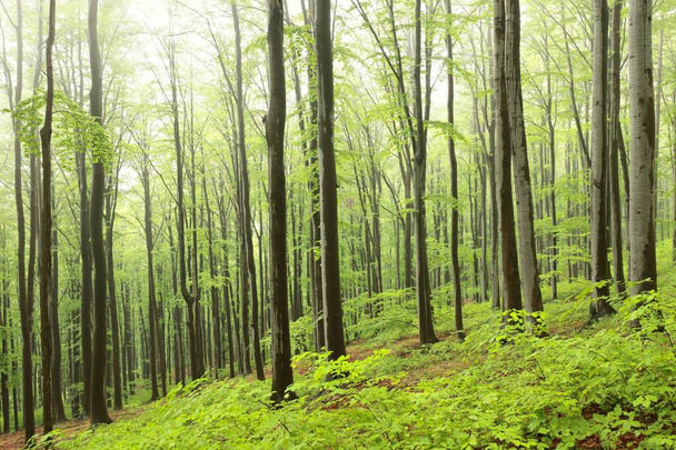 Beech trees in spring forest on a mountain slope in foggy, rainy weather - Photo, Image