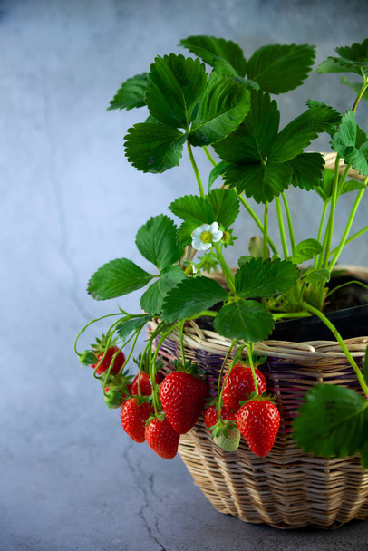 Strawberry bush in a basket on a gray concrete table. lace for text. Grow strawberry crop. Red berry strawberry, leaves, flower. Grow at home in a pot. Berries on a branch. Ripe fruits. - Fotografie, Obrázek