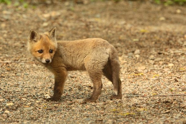 Kit Fox rojo
 - Foto, Imagen