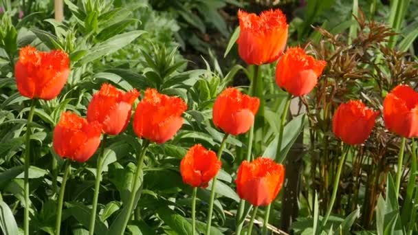 Hermoso tulipán de rizo rojo en el jardín, panorama
 - Imágenes, Vídeo