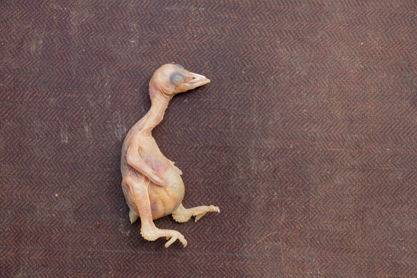 pollo pájaro muerto cayendo del nido
, - Foto, imagen