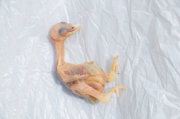 pollo pájaro muerto cayendo del nido
, - Foto, Imagen