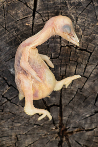 mrtvá ptáčátko padající z hnízda, - Fotografie, Obrázek