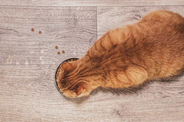 one red cat eats food from a bowl - Foto, Imagen