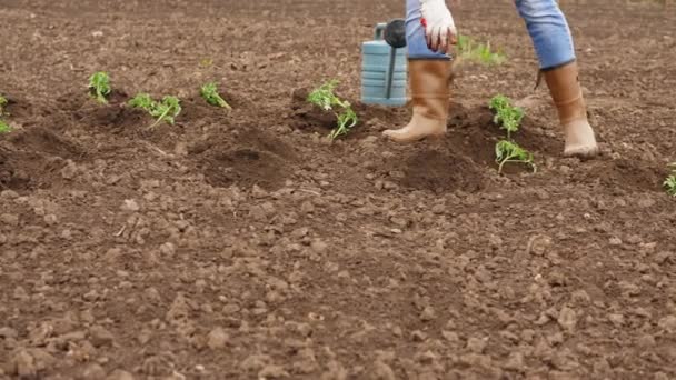 Agricoltore mette piantine di pomodori in buchi sul campo
 - Filmati, video