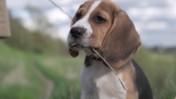Ένα κοντινό πλάνο του ένα όμορφο κουτάβι beagle σε μια βόλτα στο πάρκο την άνοιξη - Πλάνα, βίντεο