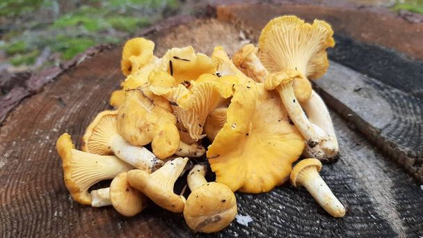 Fresh chanterelle mushrooms collected in the forest. Delicious forest mushrooms. - Photo, Image