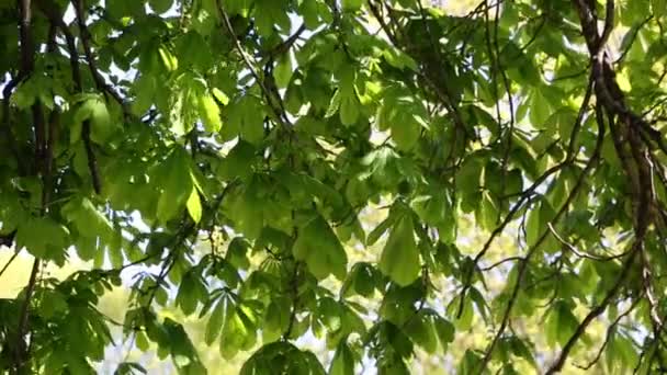 Baharda kestane ağacında taze yeşil yapraklar - Video, Çekim