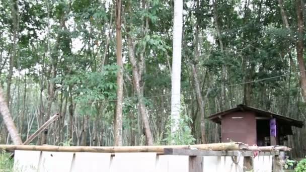 Gummi rohe Laken hängen an Bambusstäben, Thailand - Filmmaterial, Video